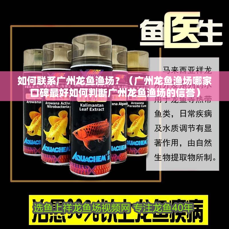 如何聯(lián)系廣州龍魚漁場？（廣州龍魚漁場哪家口碑最好如何判斷廣州龍魚漁場的信譽(yù)）