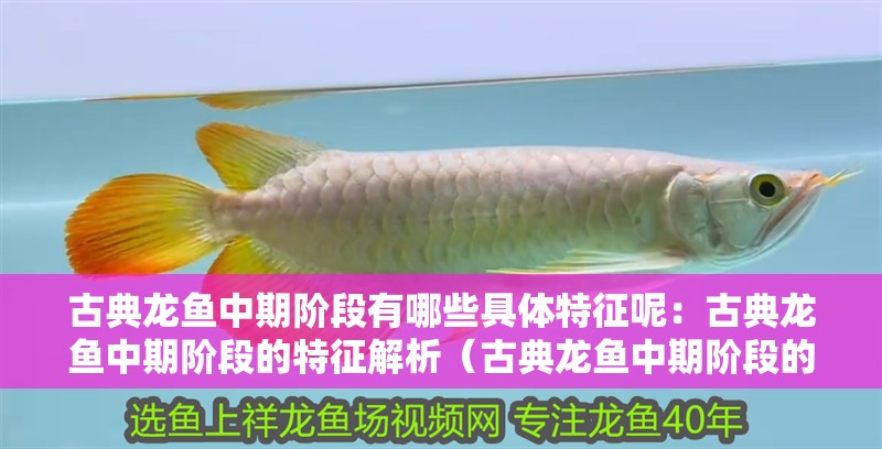 古典龍魚中期階段有哪些具體特征呢：古典龍魚中期階段的特征解析（古典龍魚中期階段的具體特征）
