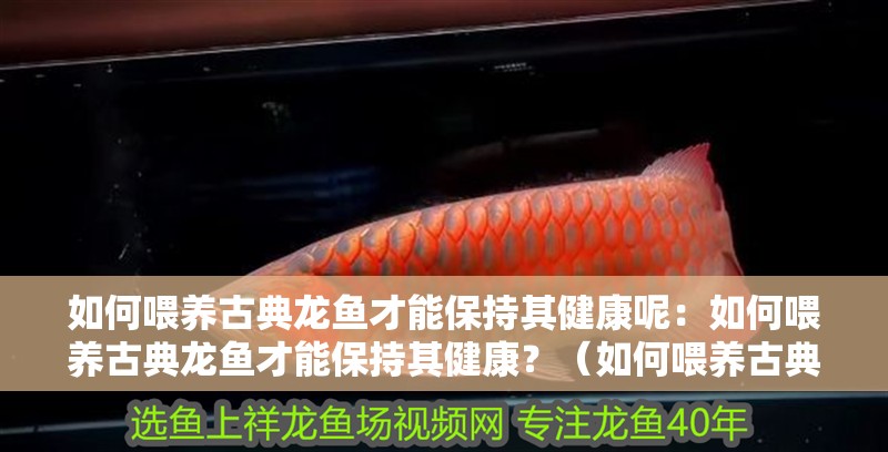 如何喂養古典龍魚才能保持其健康呢：如何喂養古典龍魚才能保持其健康？（如何喂養古典龍魚）
