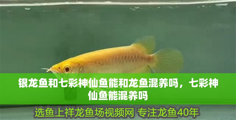 銀龍魚和七彩神仙魚能和龍魚混養嗎，七彩神仙魚能混養嗎