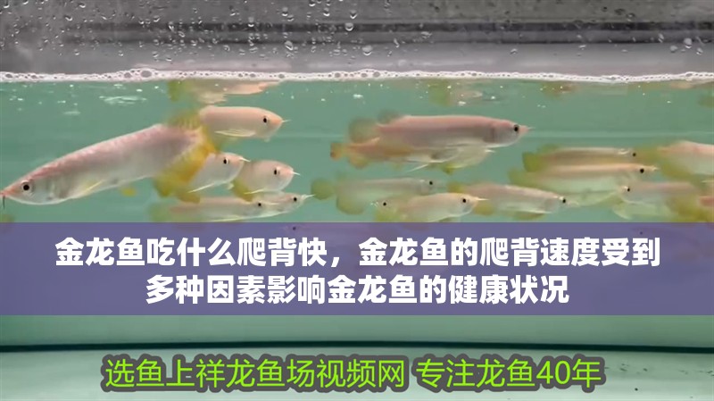 金龍魚吃什么爬背快，金龍魚的爬背速度受到多種因素影響金龍魚的健康狀況