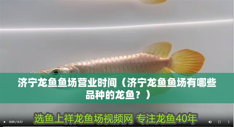 濟(jì)寧龍魚(yú)魚(yú)場(chǎng)營(yíng)業(yè)時(shí)間（濟(jì)寧龍魚(yú)魚(yú)場(chǎng)有哪些品種的龍魚(yú)？） 濟(jì)寧龍魚(yú)魚(yú)場(chǎng)營(yíng)業(yè)時(shí)間（濟(jì)寧龍魚(yú)魚(yú)場(chǎng)有哪些品種的龍魚(yú)？） 龍魚(yú)百科