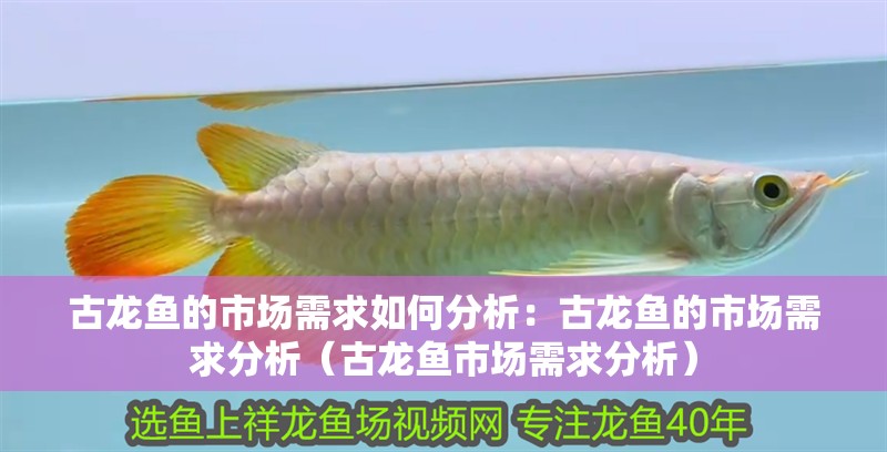 我的虎魚真菌感染了要怎么處理 古龍魚的市場需求如何分析:古龍魚的市場需求分析(古龍魚市場需求分析) 水族問答 古龍魚的市場需求如何分析:古龍魚的市場需求分析(古龍魚市場需求分析) 古龍魚的市場需求如何分析:古龍魚的市場需求分析(古龍魚市場需求分析) 水族問答