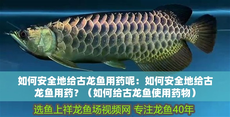 如何安全地給古龍魚用藥呢：如何安全地給古龍魚用藥？（如何給古龍魚使用藥物）