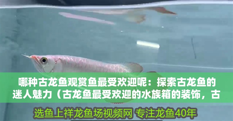 哪種古龍魚觀賞魚最受歡迎呢：探索古龍魚的迷人魅力（古龍魚最受歡迎的水族箱的裝飾，古龍魚的種類與特征）