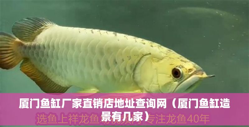 廈門魚缸廠家直銷店地址查詢網（廈門魚缸造景有幾家）
