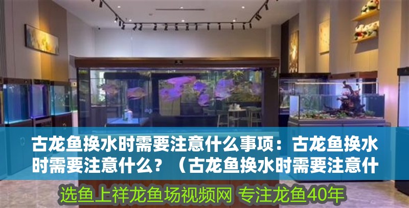 古龍魚換水時需要注意什么事項：古龍魚換水時需要注意什么？（古龍魚換水時需要注意什么？）