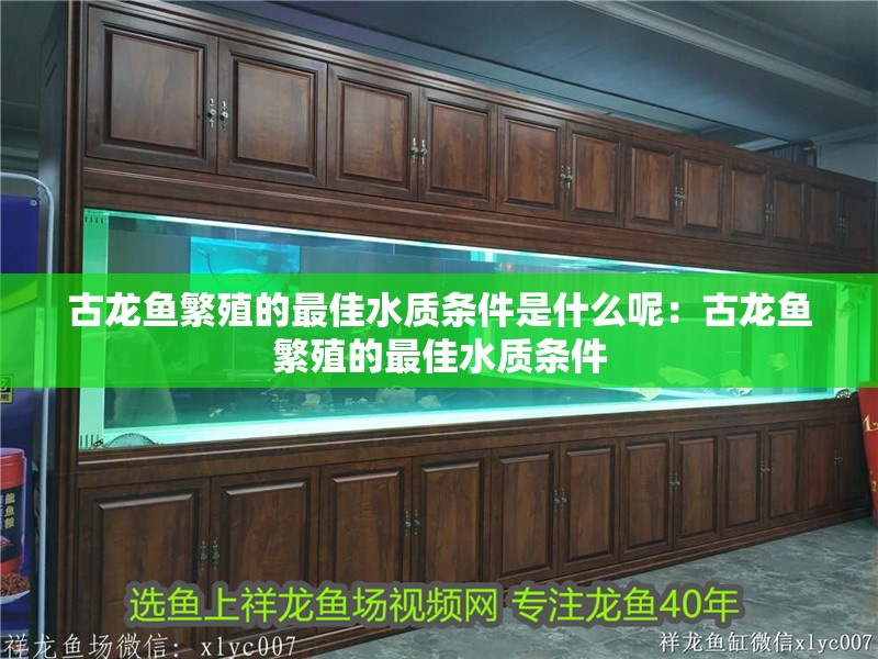 古龍魚繁殖的最佳水質條件是什么呢：古龍魚繁殖的最佳水質條件