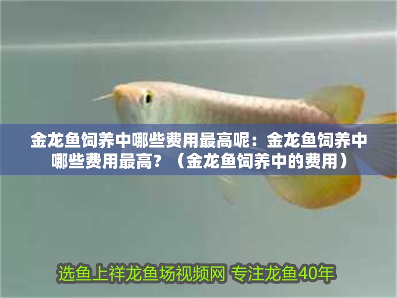 金龍魚飼養中哪些費用最高呢：金龍魚飼養中哪些費用最高？（金龍魚飼養中的費用）