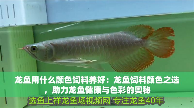 龍魚用什么顏色飼料養好：龍魚飼料顏色之選，助力龍魚健康與色彩的奧秘