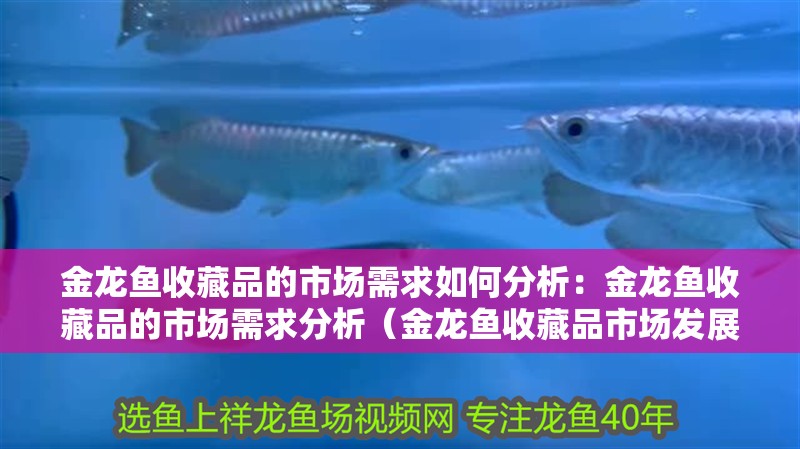 金龍魚收藏品的市場(chǎng)需求如何分析：金龍魚收藏品的市場(chǎng)需求分析（金龍魚收藏品市場(chǎng)發(fā)展趨勢(shì)分析）