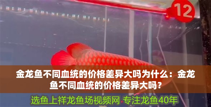 金龍魚不同血統的價格差異大嗎為什么：金龍魚不同血統的價格差異大嗎？