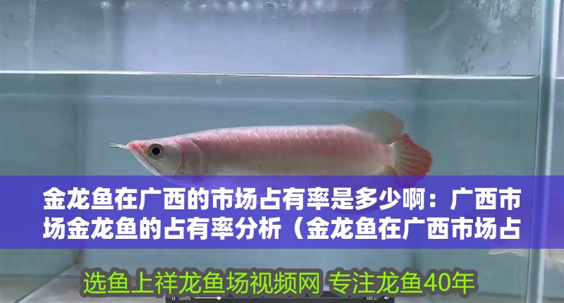 金龍魚在廣西的市場占有率是多少啊：廣西市場金龍魚的占有率分析（金龍魚在廣西市場占有率穩步上升）