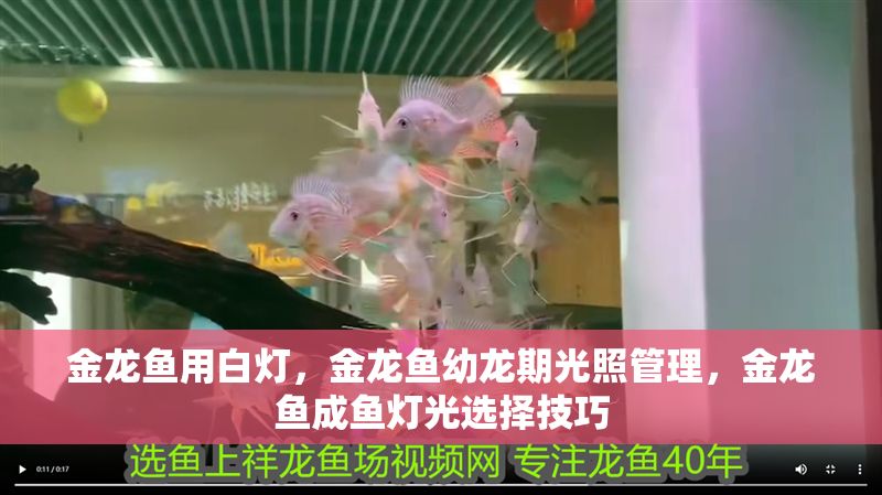 金龍魚用白燈，金龍魚幼龍期光照管理，金龍魚成魚燈光選擇技巧