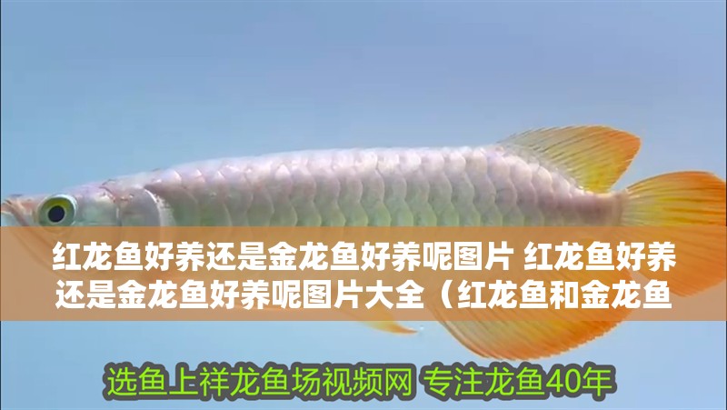 紅龍魚好養還是金龍魚好養呢圖片 紅龍魚好養還是金龍魚好養呢圖片大全（紅龍魚和金龍魚的養殖方法）