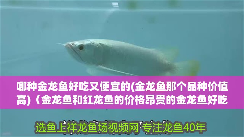 哪種金龍魚好吃又便宜的(金龍魚那個品種價值高)（金龍魚和紅龍魚的價格昂貴的金龍魚好吃又便宜的品種）