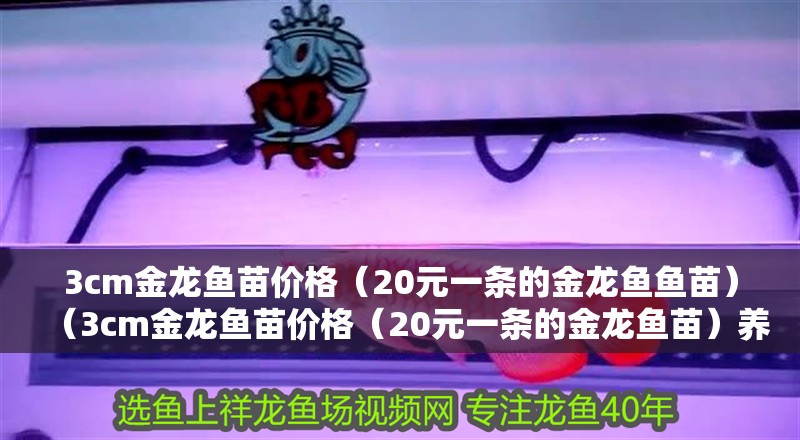 3cm金龍魚苗價格（20元一條的金龍魚魚苗）（3cm金龍魚苗價格（20元一條的金龍魚苗）養殖需要注意以下幾個要點）