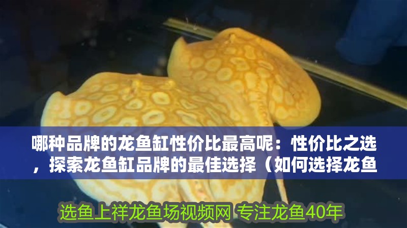 哪種品牌的龍魚缸性價比最高呢：性價比之選，探索龍魚缸品牌的最佳選擇（如何選擇龍魚缸品牌）