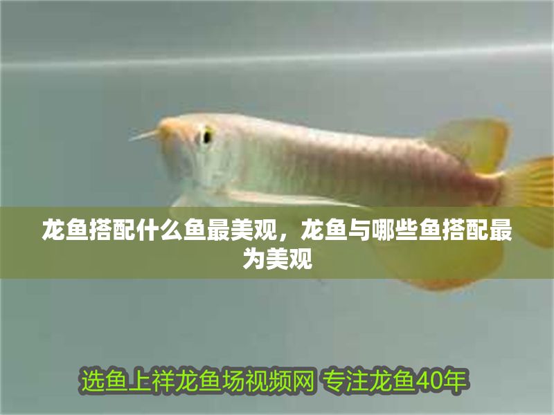 龍魚搭配什么魚最美觀，龍魚與哪些魚搭配最為美觀