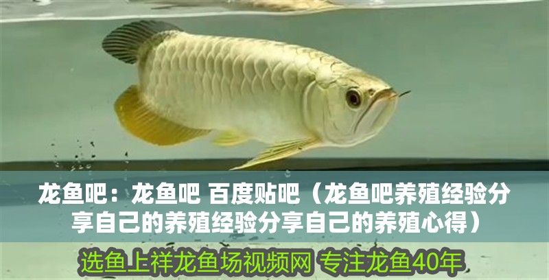 龍魚吧：龍魚吧 百度貼吧（龍魚吧養(yǎng)殖經(jīng)驗分享自己的養(yǎng)殖經(jīng)驗分享自己的養(yǎng)殖心得）
