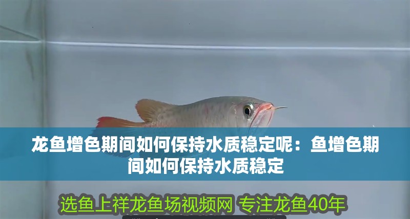 龍魚(yú)增色期間如何保持水質(zhì)穩(wěn)定呢：魚(yú)增色期間如何保持水質(zhì)穩(wěn)定