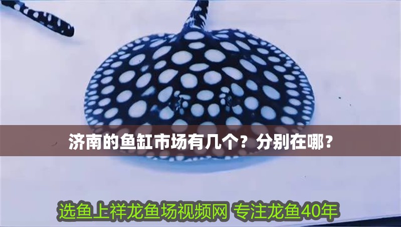 濟南的魚缸市場有幾個？分別在哪？