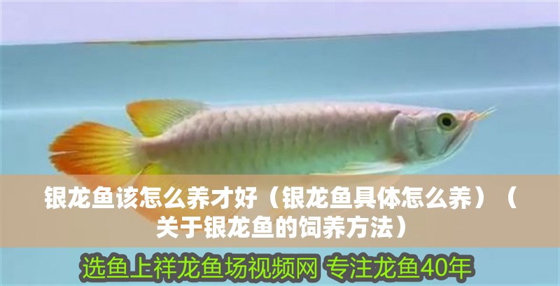銀龍魚該怎么養才好（銀龍魚具體怎么養）（關于銀龍魚的飼養方法）