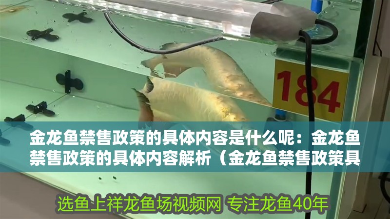 金龍魚禁售政策的具體內容是什么呢：金龍魚禁售政策的具體內容解析（金龍魚禁售政策具體內容是什么金龍魚禁售政策的具體內容是什么）