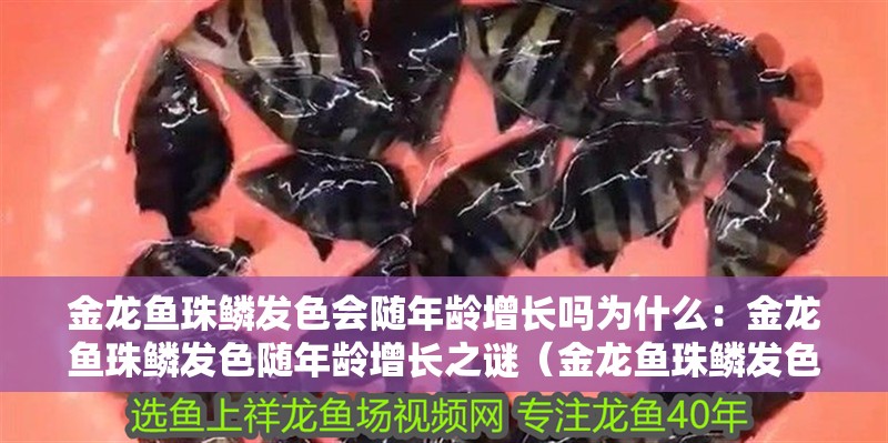 金龍魚珠鱗發(fā)色會隨年齡增長嗎為什么：金龍魚珠鱗發(fā)色隨年齡增長之謎（金龍魚珠鱗發(fā)色與年齡的關(guān)系）