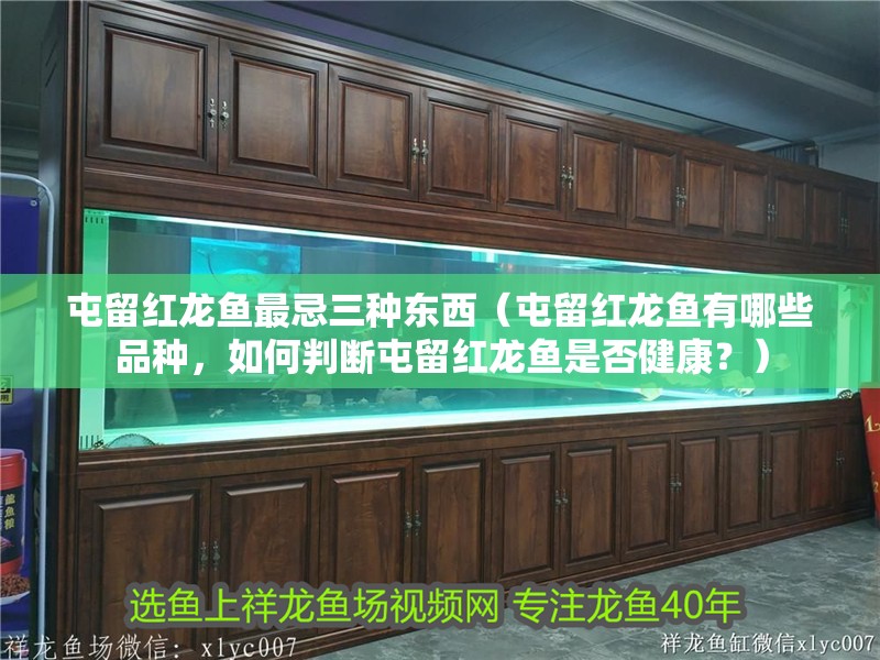 屯留紅龍魚最忌三種東西（屯留紅龍魚有哪些品種，如何判斷屯留紅龍魚是否健康？）