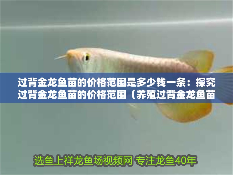 過背金龍魚苗的價格范圍是多少錢一條：探究過背金龍魚苗的價格范圍（養殖過背金龍魚苗的價格范圍）
