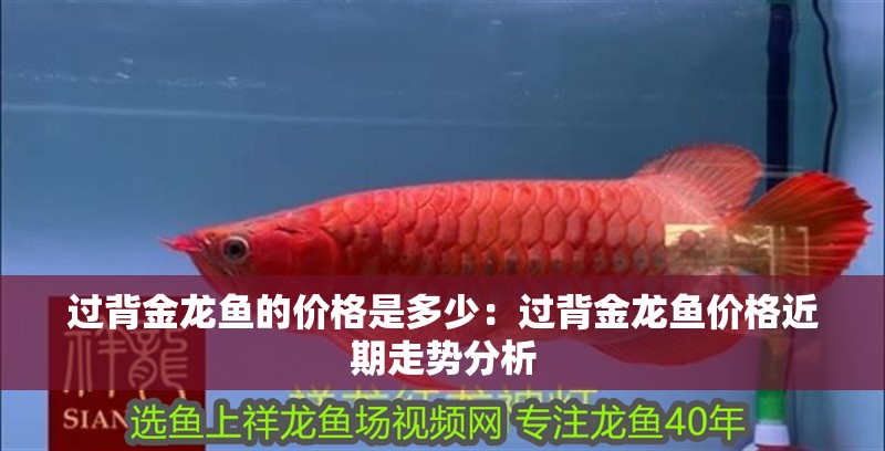 過背金龍魚的價格是多少：過背金龍魚價格近期走勢分析