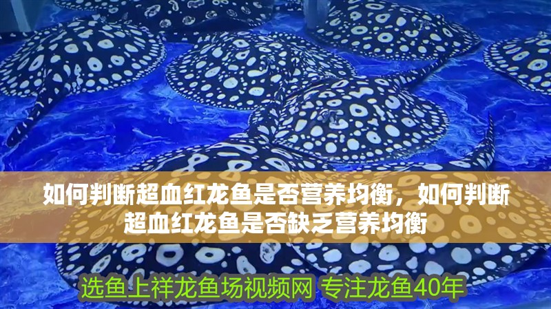 如何判斷超血紅龍魚是否營養均衡，如何判斷超血紅龍魚是否缺乏營養均衡
