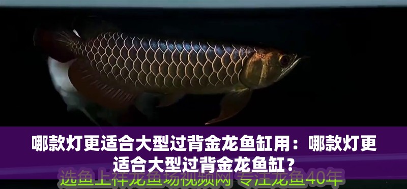 哪款燈更適合大型過背金龍魚缸用：哪款燈更適合大型過背金龍魚缸？