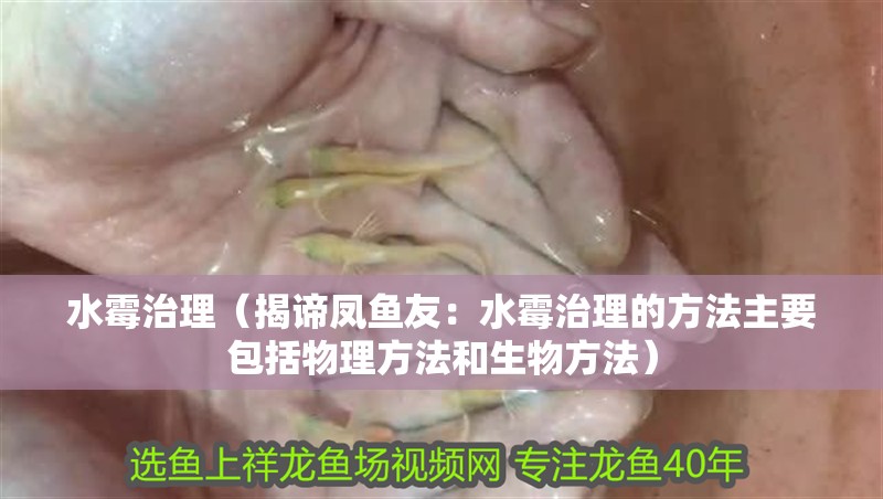 水霉治理（揭諦鳳魚友：水霉治理的方法主要包括物理方法和生物方法）