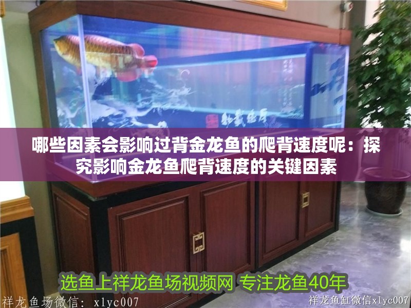 魚缸過濾器選購指南:自制魚缸過濾器魚缸上置過濾器對于養魚愛好者的必備知識 哪些因素會影響過背金龍魚的爬背速度呢:探究影響金龍魚爬背速度的關鍵因素 水族問答 哪些因素會影響過背金龍魚的爬背速度呢:探究影響金龍魚爬背速度的關鍵因素 哪些因素會影響過背金龍魚的爬背速度呢:探究影響金龍魚爬背速度的關鍵因素 水族問答