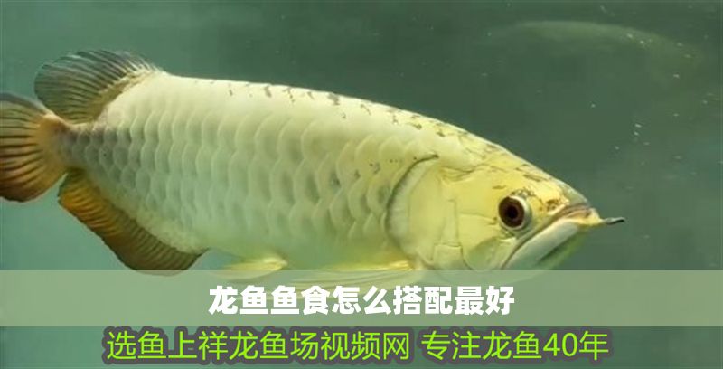 龍魚魚食怎么搭配最好