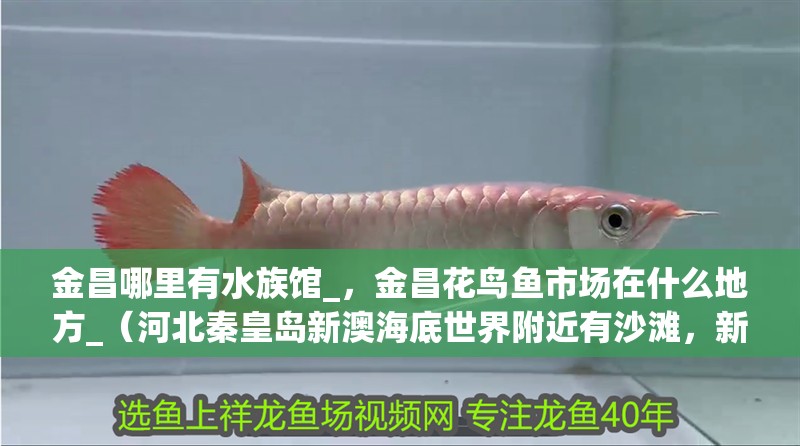 <strong><mark>金昌</mark></strong>哪里有水族館_，<strong><mark>金昌</mark></strong>花鳥魚市場在什么地方_（河北秦皇島新澳海底世界附近有沙灘，新澳海底世界附近有沙灘）