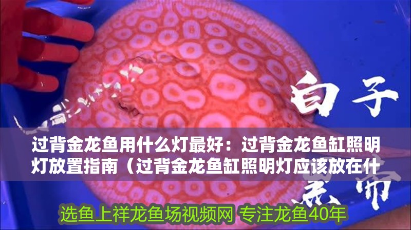 過(guò)背金龍魚(yú)用什么燈最好：過(guò)背金龍魚(yú)缸照明燈放置指南（過(guò)背金龍魚(yú)缸照明燈應(yīng)該放在什么位置）