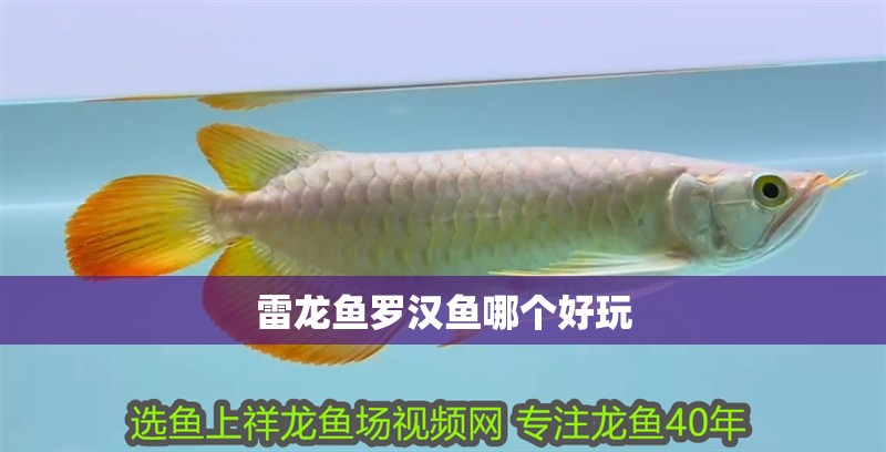 雷龍魚(yú)羅漢魚(yú)哪個(gè)好玩