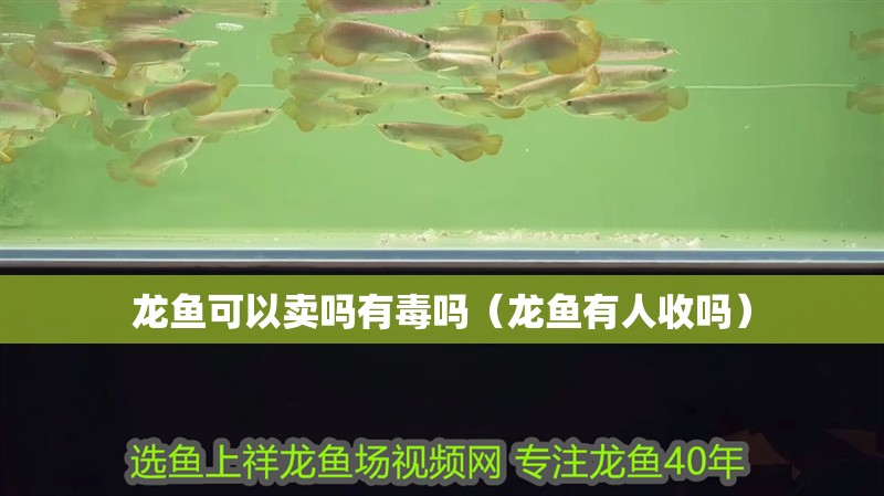龍魚可以賣嗎有毒嗎（龍魚有人收嗎）