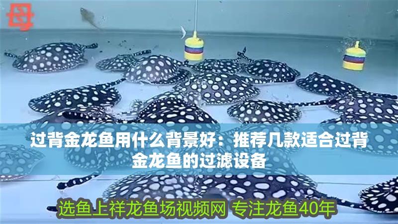過背金龍魚用什么背景好：推薦幾款適合過背金龍魚的過濾設(shè)備