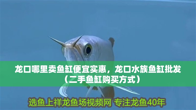 龍口哪里賣魚缸便宜實惠，龍口水族魚缸批發（二手魚缸購買方式）