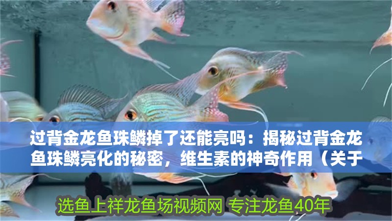 過背金龍魚珠鱗掉了還能亮嗎：揭秘過背金龍魚珠鱗亮化的秘密，維生素的神奇作用（關于過背金龍魚珠鱗亮化的問題）