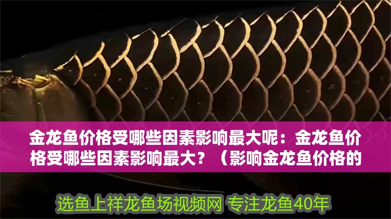 金龍魚價格受哪些因素影響最大呢：金龍魚價格受哪些因素影響最大？（影響金龍魚價格的因素）
