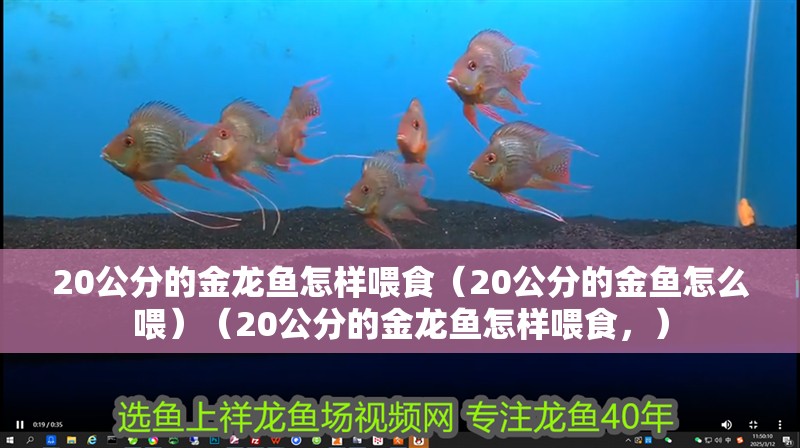 20公分的金龍魚怎樣喂食（20公分的金魚怎么喂）（20公分的金龍魚怎樣喂食，）