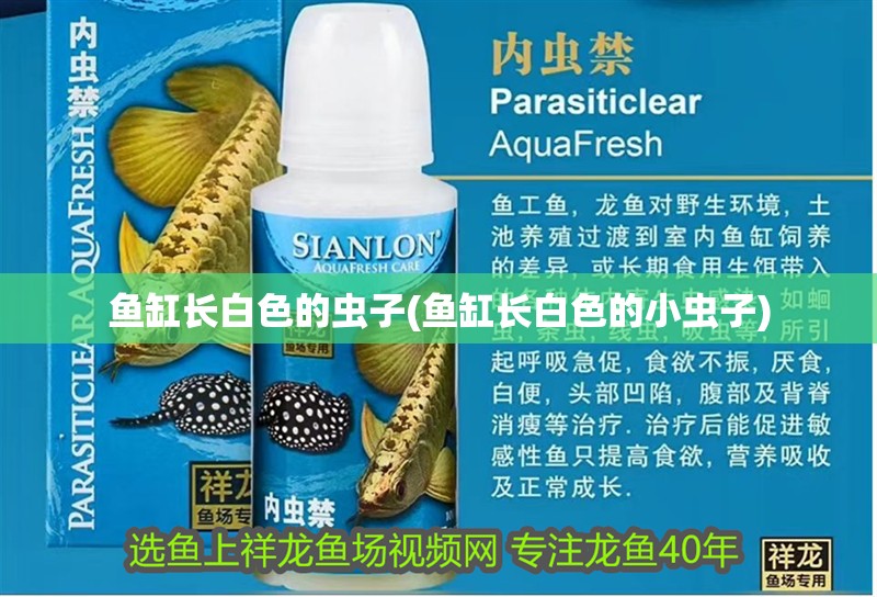 魚缸長白色的蟲子(魚缸長白色的小蟲子)