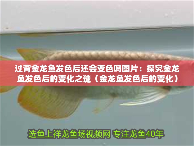 過背金龍魚發色后還會變色嗎圖片：探究金龍魚發色后的變化之謎（金龍魚發色后的變化）