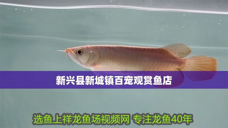 新興縣新城鎮百寵觀賞魚店