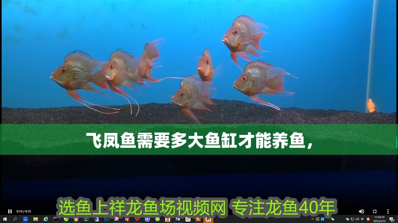 飛鳳魚需要多大魚缸才能養(yǎng)魚，